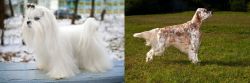 Maltese vs English Setter - Breed Comparison