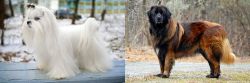 Maltese vs Estrela Mountain Dog - Breed Comparison
