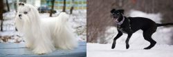 Maltese vs Eurohound - Breed Comparison