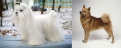 Maltese vs Finnish Spitz - Breed Comparison