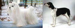 Maltese vs Francais Blanc et Noir - Breed Comparison