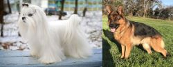 Maltese vs German Shepherd - Breed Comparison