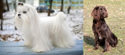 Maltese vs German Spaniel - Breed Comparison