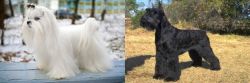 Maltese vs Giant Schnauzer - Breed Comparison