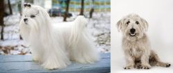Maltese vs Glen of Imaal Terrier - Breed Comparison