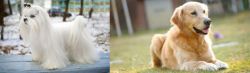 Maltese vs Goldador - Breed Comparison