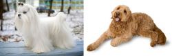 Maltese vs Golden Doodle - Breed Comparison