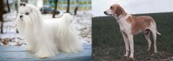 Maltese vs Grand Anglo-Francais Blanc et Orange - Breed Comparison