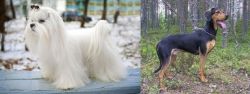 Maltese vs Greek Harehound - Breed Comparison