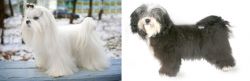 Maltese vs Havanese - Breed Comparison