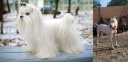 Maltese vs Indian Bull Terrier - Breed Comparison