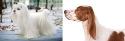 Maltese vs Irish Red and White Setter - Breed Comparison