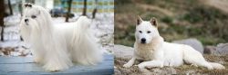 Maltese vs Jindo - Breed Comparison