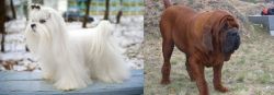 Maltese vs Korean Mastiff - Breed Comparison