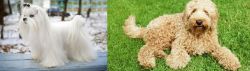 Maltese vs Labradoodle - Breed Comparison
