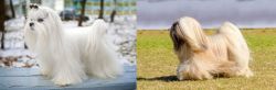 Maltese vs Lhasa Apso - Breed Comparison