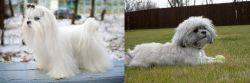 Maltese vs Mal-Shi - Breed Comparison