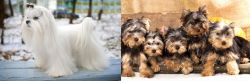 Maltese vs Yorkshire Terrier - Breed Comparison
