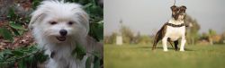 Malti-Pom vs Bantam Bulldog - Breed Comparison