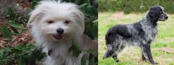 Malti-Pom vs Blue Picardy Spaniel - Breed Comparison