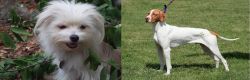 Malti-Pom vs Braque Saint-Germain - Breed Comparison