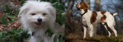 Malti-Pom vs Brittany - Breed Comparison