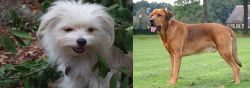 Malti-Pom vs Broholmer - Breed Comparison