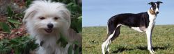 Malti-Pom vs Chart Polski - Breed Comparison