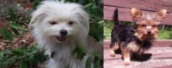 Malti-Pom vs Chorkie - Breed Comparison