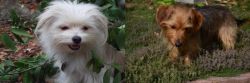 Malti-Pom vs Dorkie - Breed Comparison