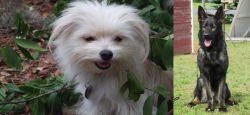 Malti-Pom vs East German Shepherd - Breed Comparison