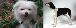 Malti-Pom vs Francais Blanc et Noir - Breed Comparison