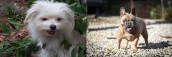 Malti-Pom vs French Bulldog - Breed Comparison