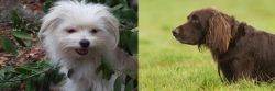 Malti-Pom vs German Longhaired Pointer - Breed Comparison