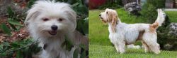 Malti-Pom vs Grand Griffon Vendeen - Breed Comparison