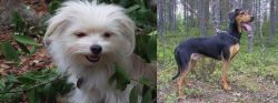 Malti-Pom vs Greek Harehound - Breed Comparison