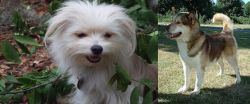 Malti-Pom vs Greenland Dog - Breed Comparison