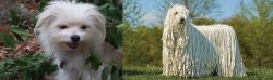 Malti-Pom vs Komondor - Breed Comparison