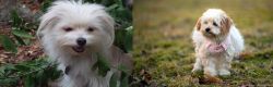 Malti-Pom vs West Highland White Terrier - Breed Comparison