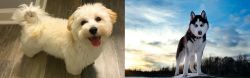 Maltipoo vs Alaskan Husky - Breed Comparison