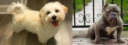 Maltipoo vs American Bully - Breed Comparison