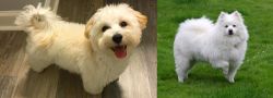 Maltipoo vs American Eskimo Dog - Breed Comparison