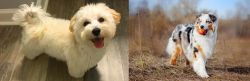 Maltipoo vs Australian Shepherd - Breed Comparison