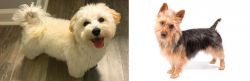 Maltipoo vs Australian Terrier - Breed Comparison