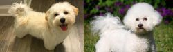 Maltipoo vs Bichon Frise - Breed Comparison