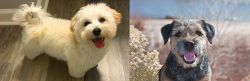 Maltipoo vs Border Terrier - Breed Comparison