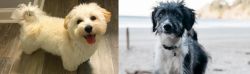 Maltipoo vs Bordoodle - Breed Comparison