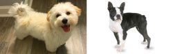 Maltipoo vs Boston Terrier - Breed Comparison