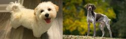 Maltipoo vs Braque Francais (Gascogne Type) - Breed Comparison