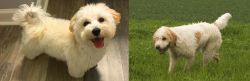 Maltipoo vs Briquet Griffon Vendeen - Breed Comparison